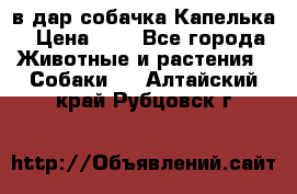 в дар собачка Капелька › Цена ­ 1 - Все города Животные и растения » Собаки   . Алтайский край,Рубцовск г.